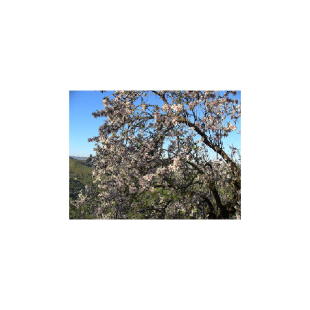 mandorlo in fiore