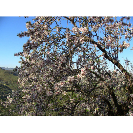 mandorlo siciliano in fiore
