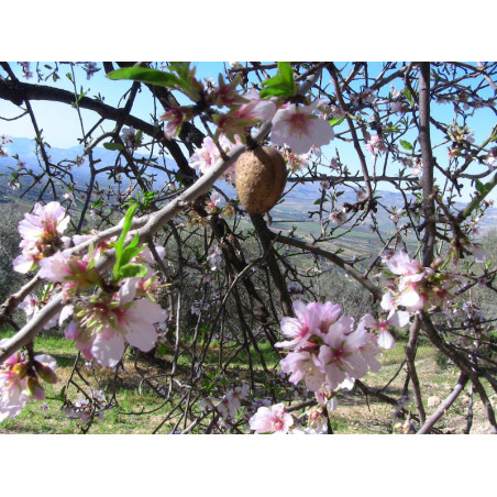 mandorla con fiori