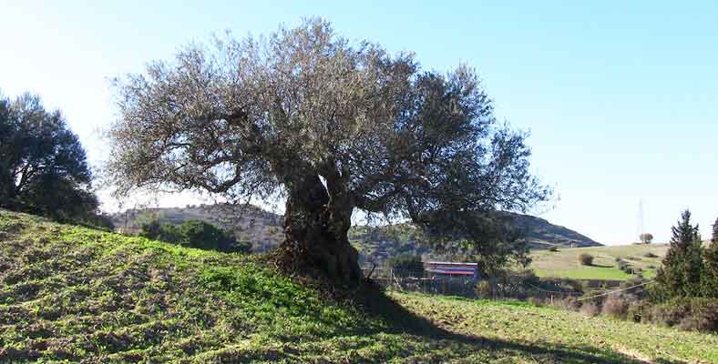 olio evo siciliano